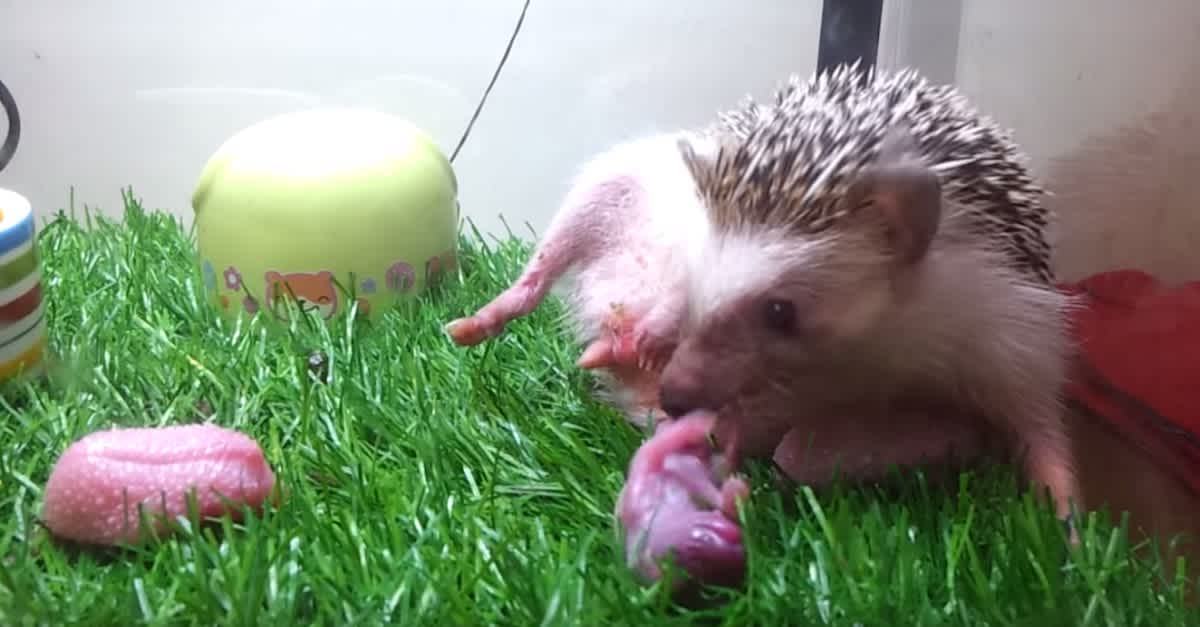 Camera Catches Pregnant Hedgehog Going Into Labor Pans Left To Reveal
