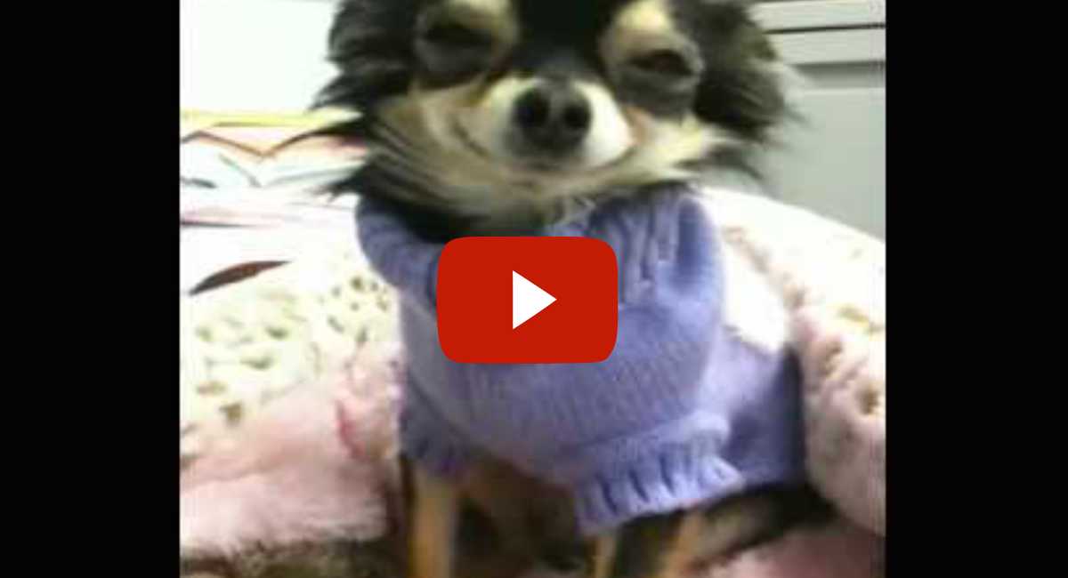 I Had No Idea That Dogs Could Smile Look At This Cute Baby Littlethings Com I Had No Idea That Dogs Could Smile Look At This Cute Baby Littlethings Com