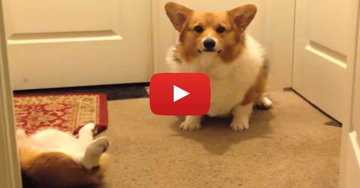 Wow - VICIOUS Corgi Attack Caught On Camera!! | LittleThings.com