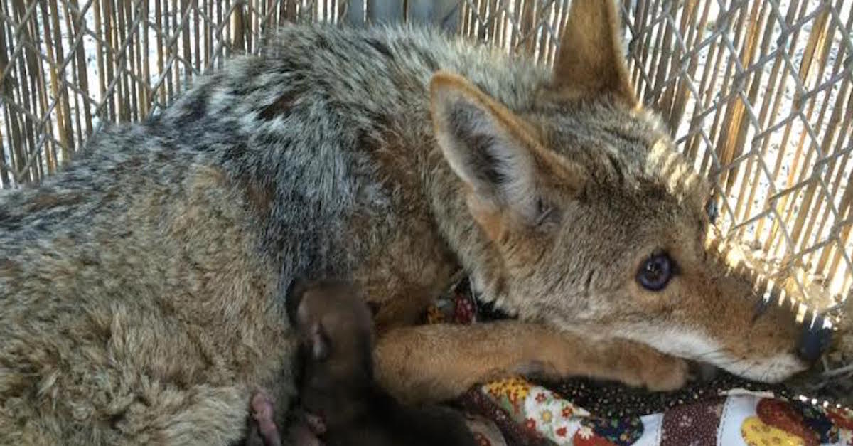 Rescuers Save A Blind Coyote. Days Later, They Open The Door To Her Pen And  See 4 Babies | LittleThings.com