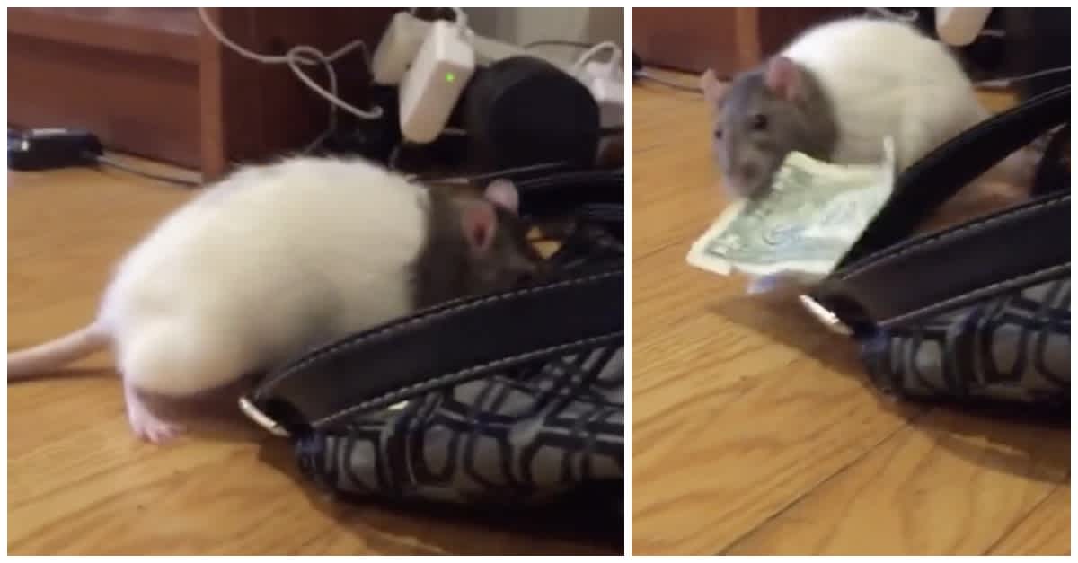 Rat Robbing Pet Rat, Lucy, Steals Dollar Bill From Owner's Purse | LittleThings.com