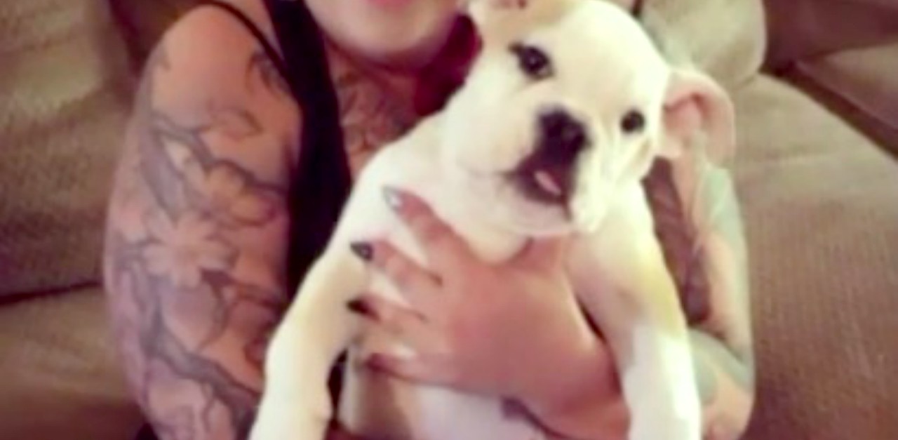 Mom Sees Her Stolen English Bulldog For Sale Online Littlethings Com