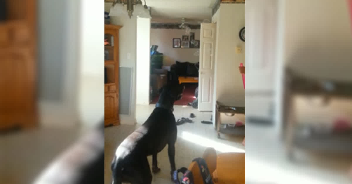 When He Blows Bubbles, His Great Dane Does The Funniest Thing