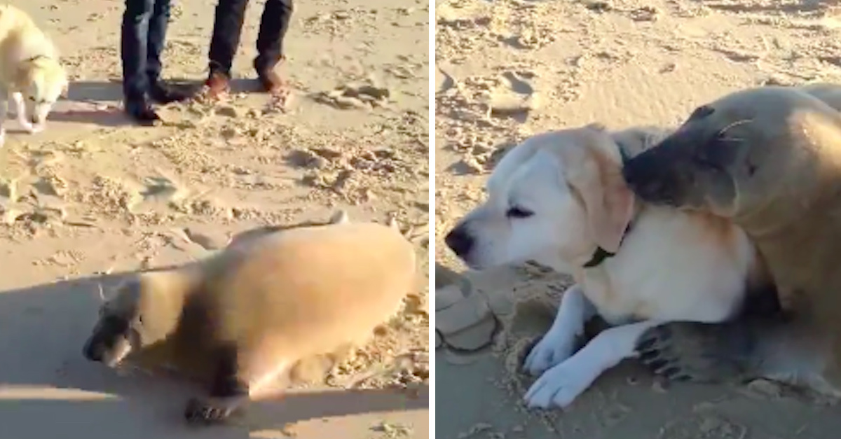 Chubby Seal Wiggles Onto The Beach And Makes Friend With Dog He