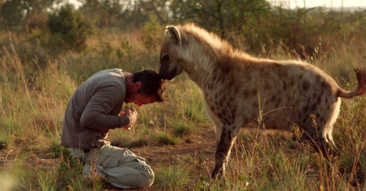 He’s Trapped Between 2 Dangerous Hyenas. Now Watch As He Raises His