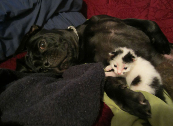 dog_rescues_kitten_15