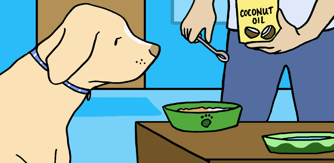 9 Reasons You Should Be Giving Coconut Oil To Your Dog