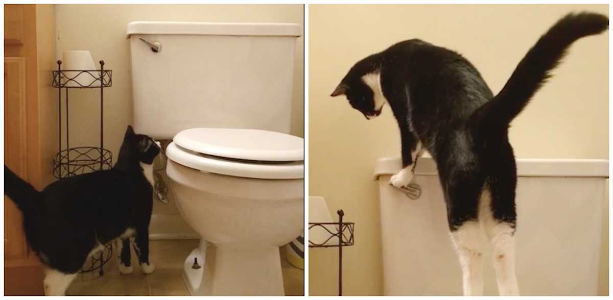 Flushing cat feces down the toilet Clearance