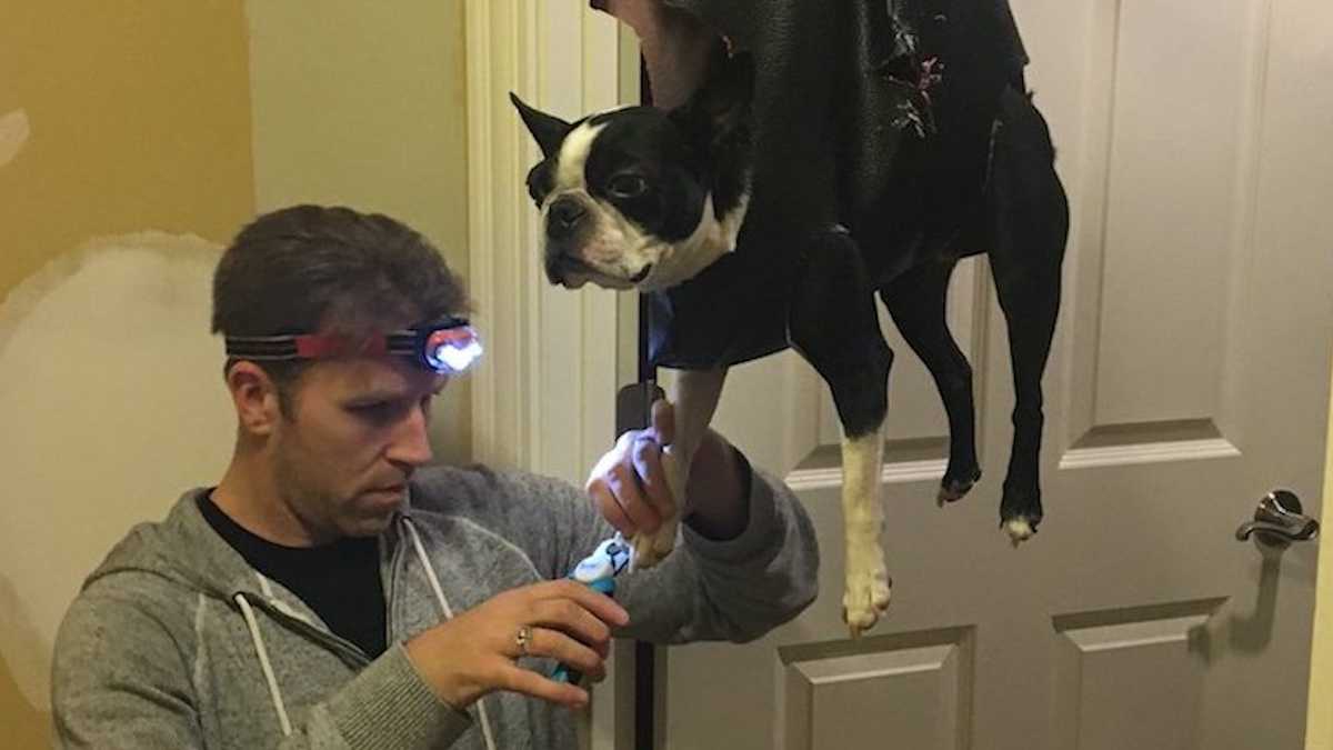 Dad Comes Up With Brilliant Grooming Hack For Dog s Nails