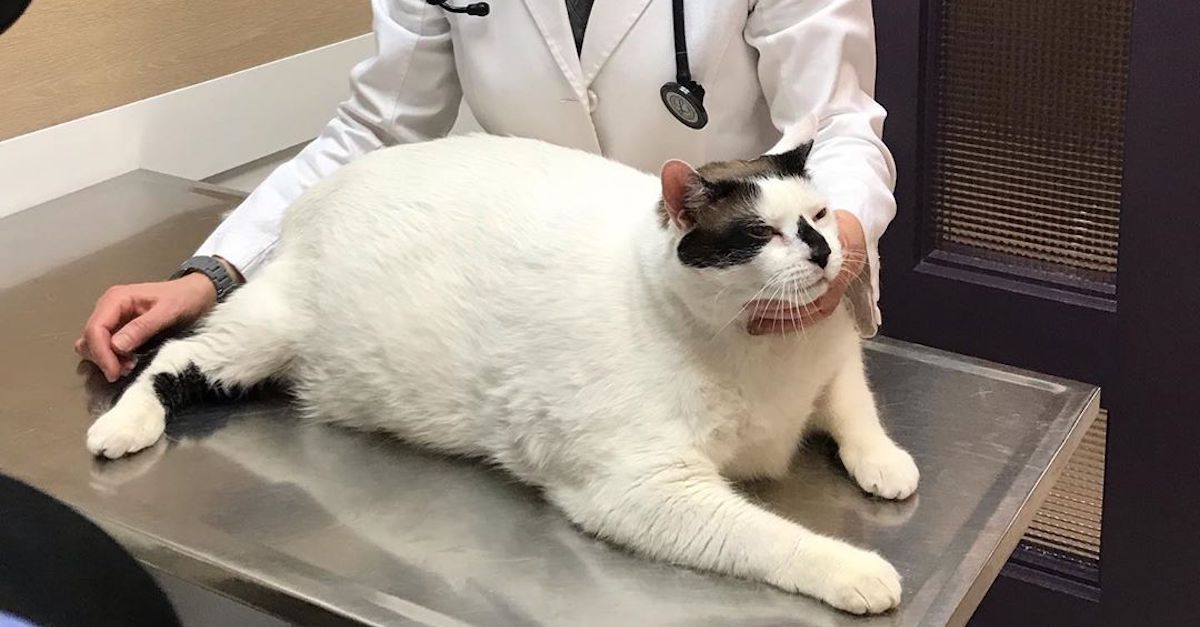 Woman Takes In 41Pound Cat & Vows To Help Him Get Healthy