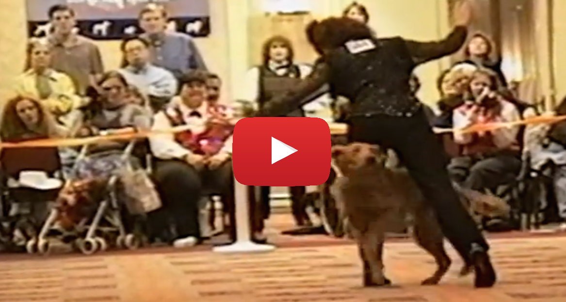This Is The Most Talented Dog I've EVER Seen! His Performance Will