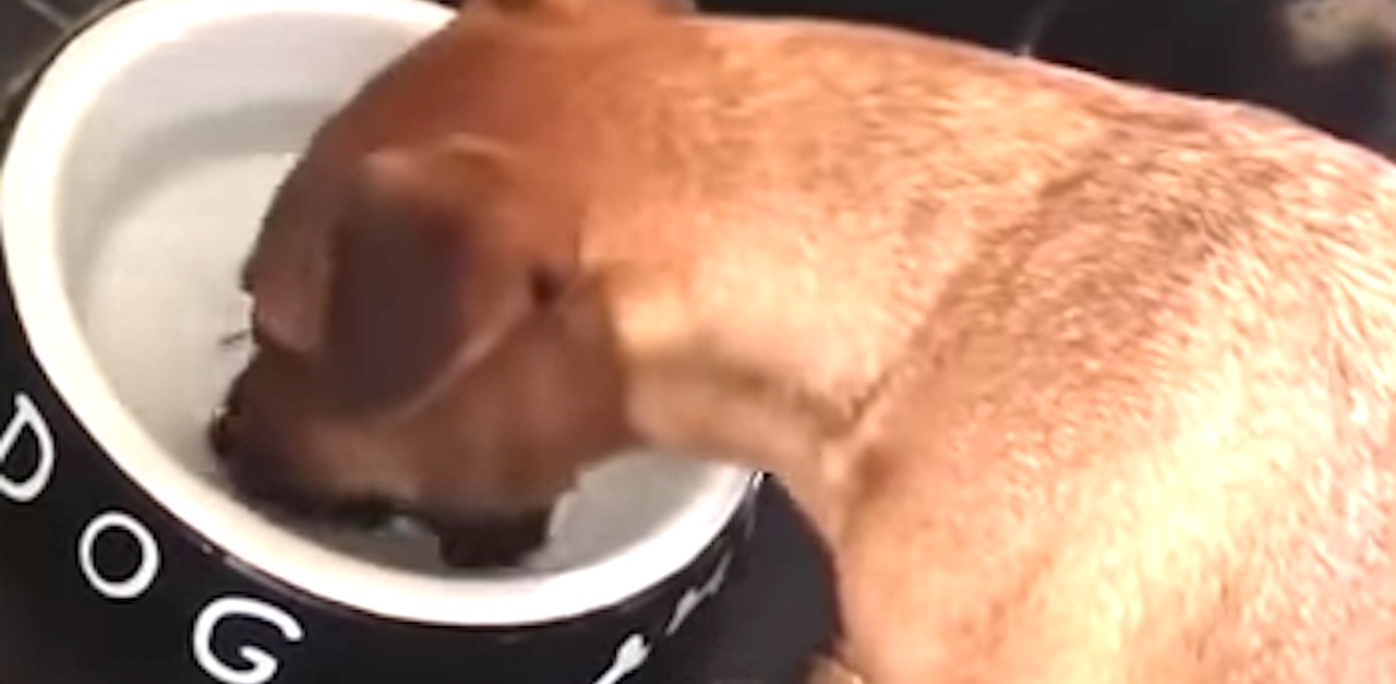 Hysterical Dog Tries To Get Painted Bone Out Of Bowl Then He