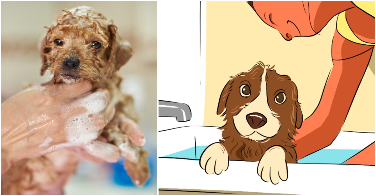 Puppy Baths Everything To Know About Keeping Your New Dog Clean