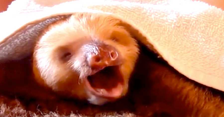 This Yawning Baby Sloth Will Melt Your HEART! Cutest Thing I've Ever ...