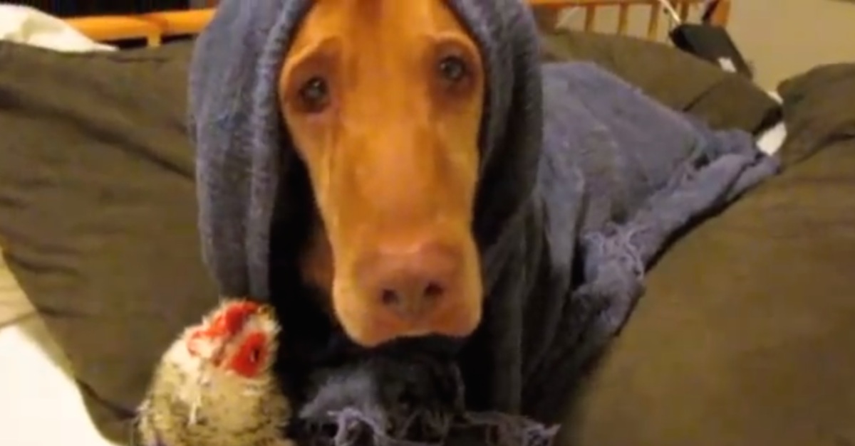 Dog Swaddles Himself In His New Blanket! This Is SO Adorable