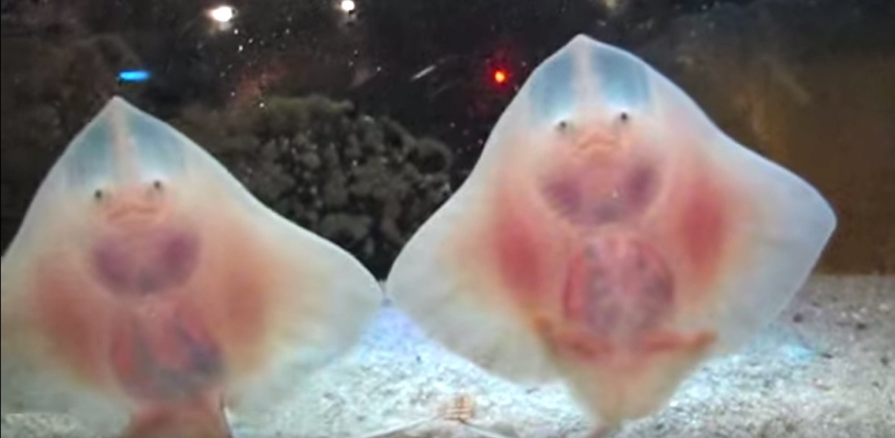 2 Baby Stingrays Put On A Show And Move Their Claspers In An ...