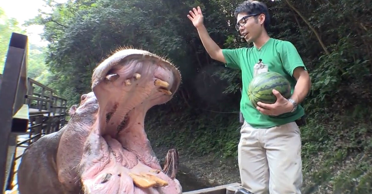 Zookeeper Stands Next To A Huge Hippo. Watch When He Gives Her The