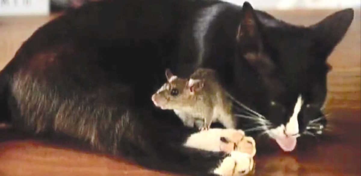 Cat Cleans Himself But Watch When He Looks At The Mouse In His Lap Littlethings Com