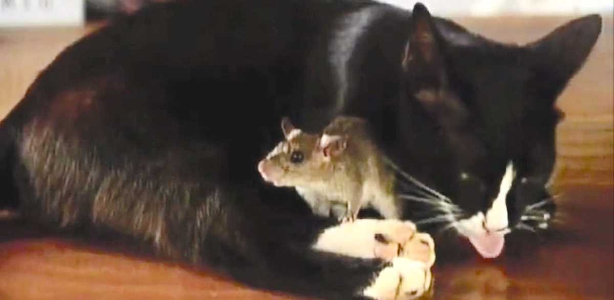 Cat Cleans Himself But Watch When He Looks At The Mouse In His Lap Littlethings Com Cat Cleans Himself But Watch When He Looks At The Mouse In His Lap Littlethings Com