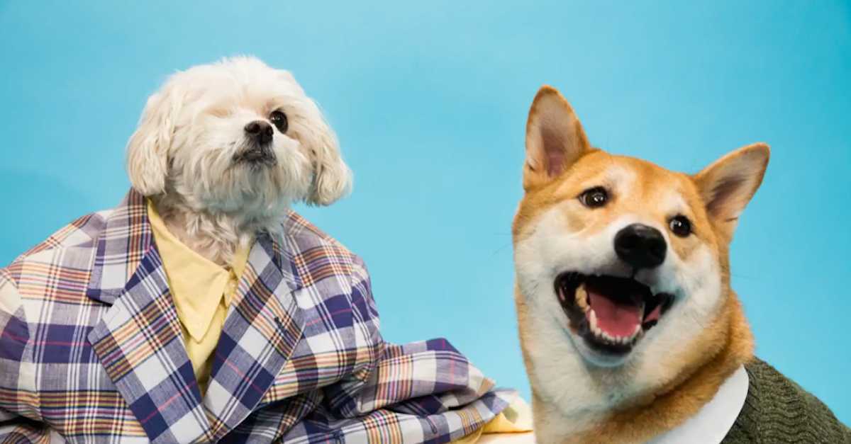 Shiba inu wearing 2024 clothes