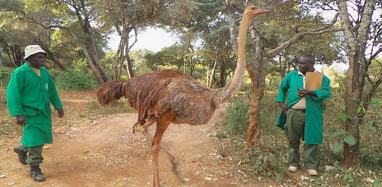 Orphaned Baby Elephant Is Comforted By Cuddles From A Rescued Ostrich ...