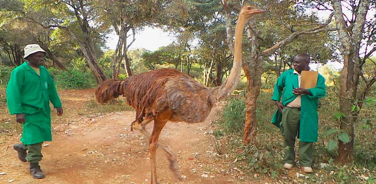 Orphaned Baby Elephant Is Comforted By Cuddles From A Rescued Ostrich ...