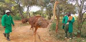 Orphaned Baby Elephant Is Comforted By Cuddles From A Rescued Ostrich ...