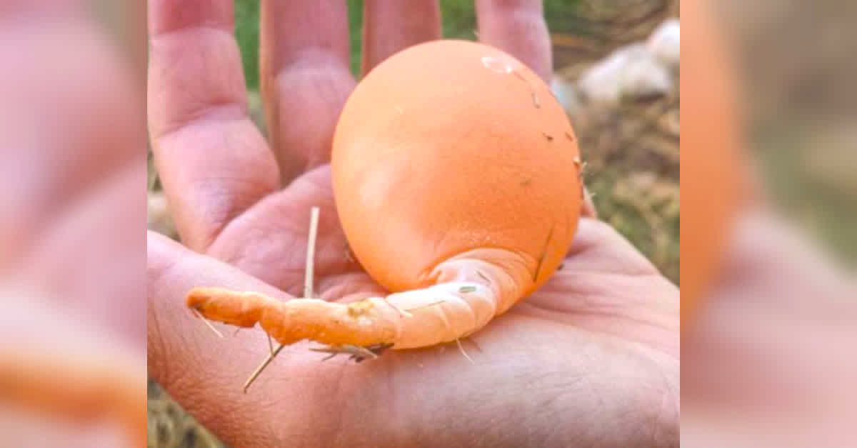 12 Weird Egg Shapes And Sizes Chickens Can Lay 