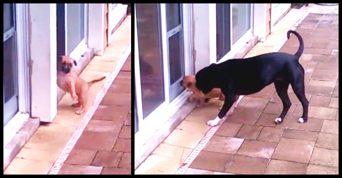 Dog Teaches Puppy To Use Doggy Door For The First Time