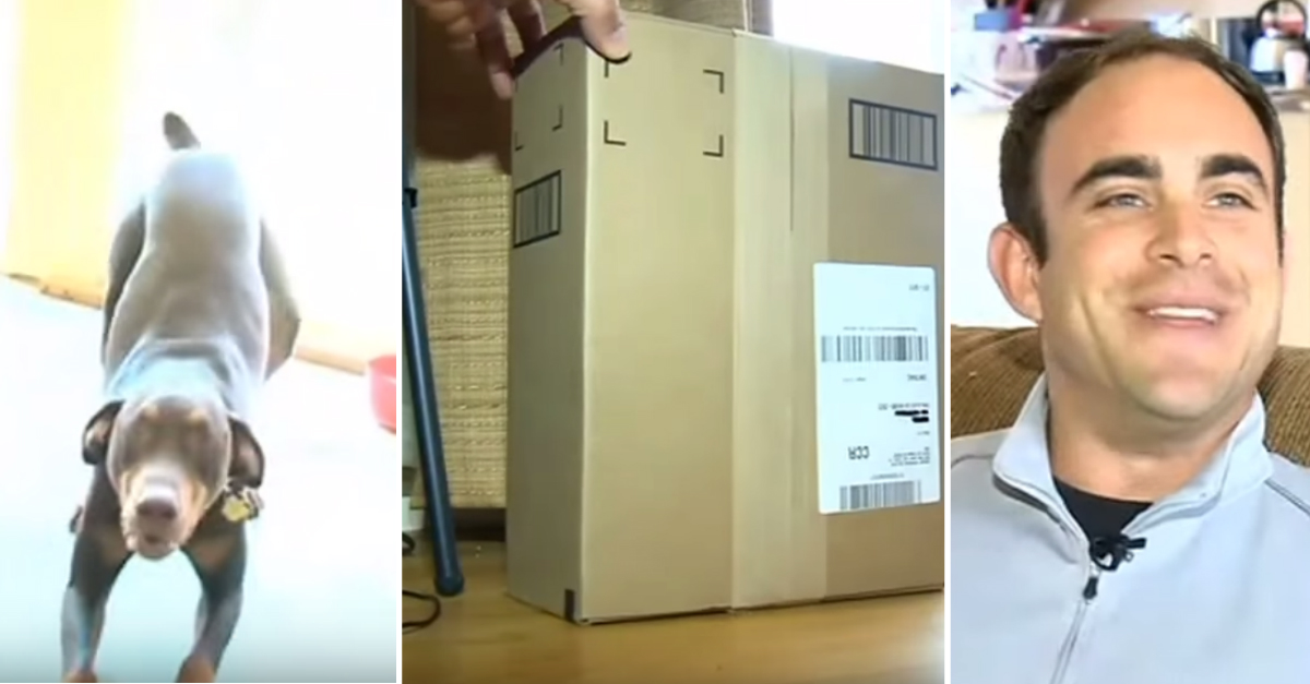 Homeowner Uses Dog To Set Up Booby Trap In Empty Box In Fight Against ...