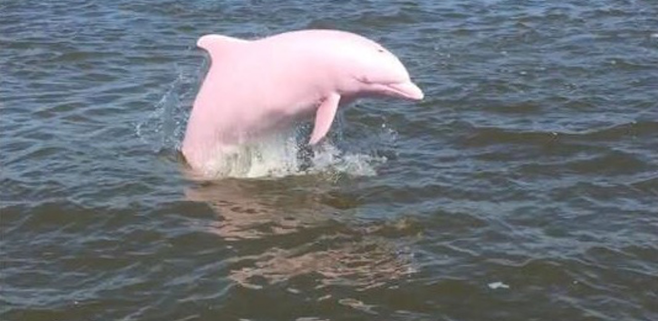 Extremely Rare Pink Dolphin Is Captured On Camera Swimming In A Louisiana Lake Littlethings Com