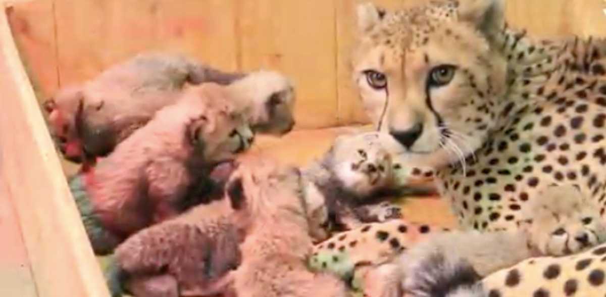 Cheetah Gives Birth To Record-Breaking Litter Of 8 Cubs | LittleThings.com