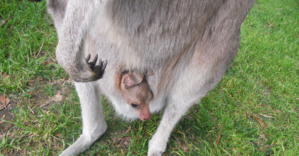 This Kangaroo's Birth Will Blow Your Mind! Skip To 100 If You're