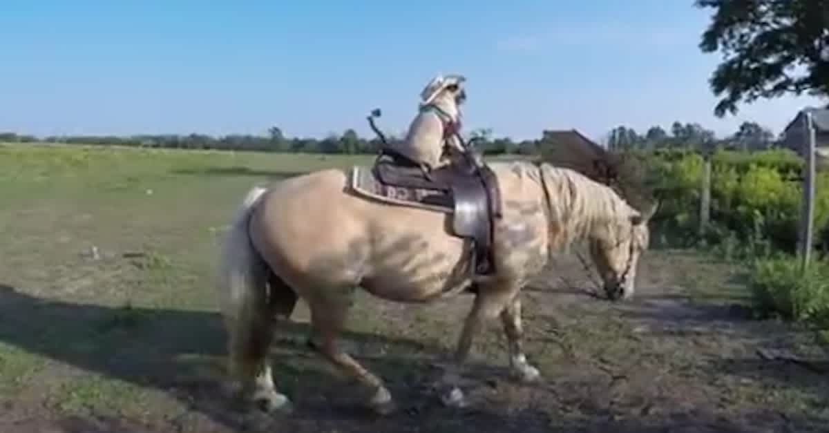 A Horse Stands In A Field, But When You See Who’s On His Back ...