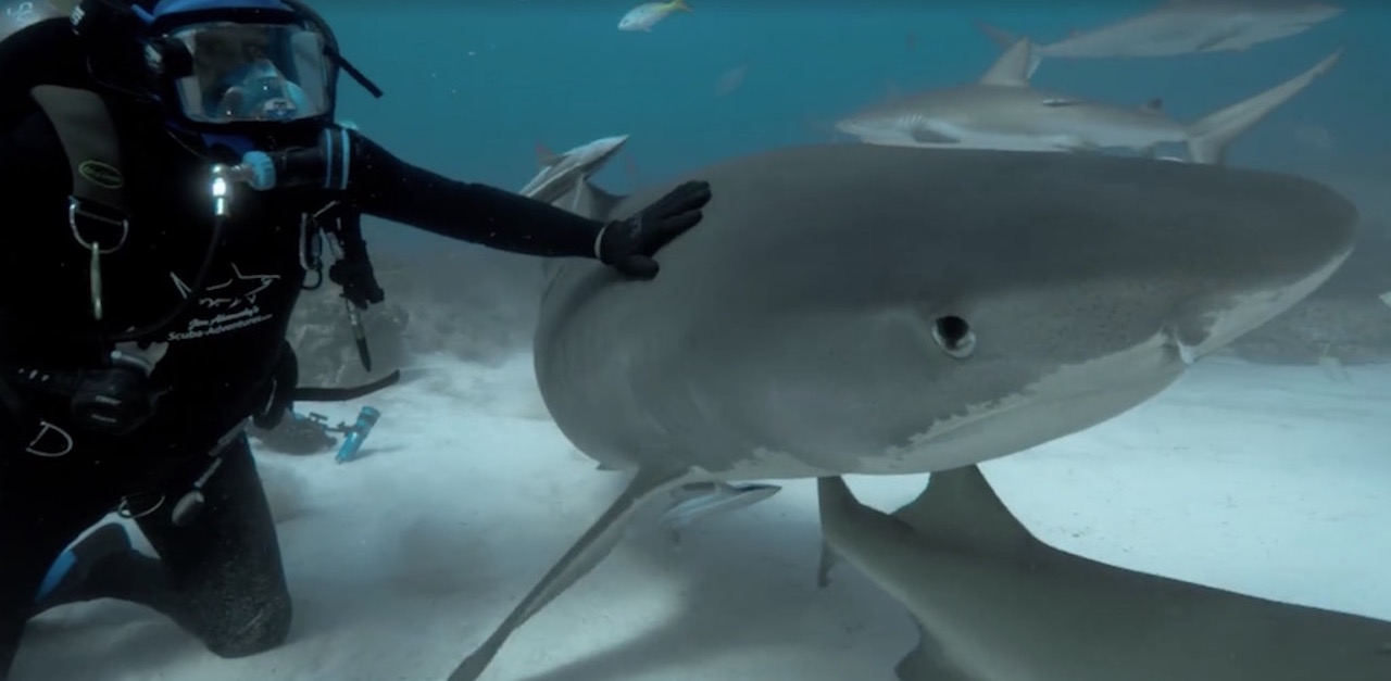 Huge Tiger Shark Melts Into Sweet Puppy Dog When Brave Diver Pets His