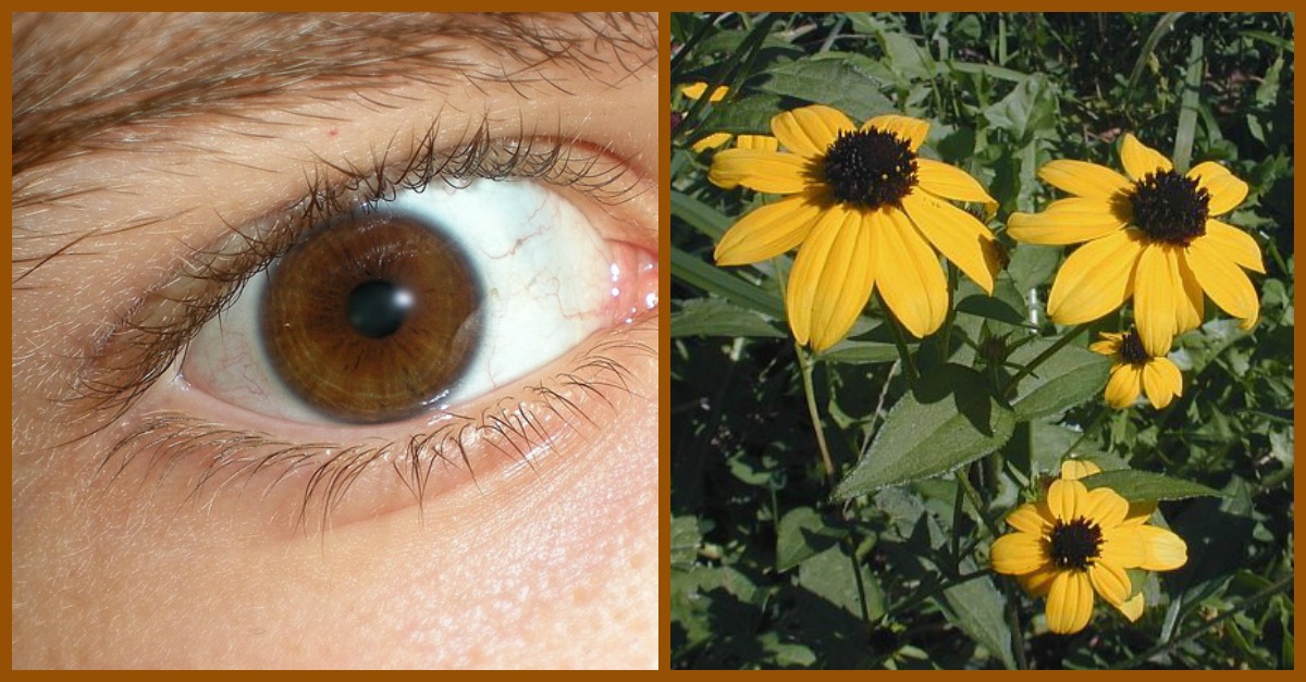 Having Brown Eyes Is More Special Than You Think