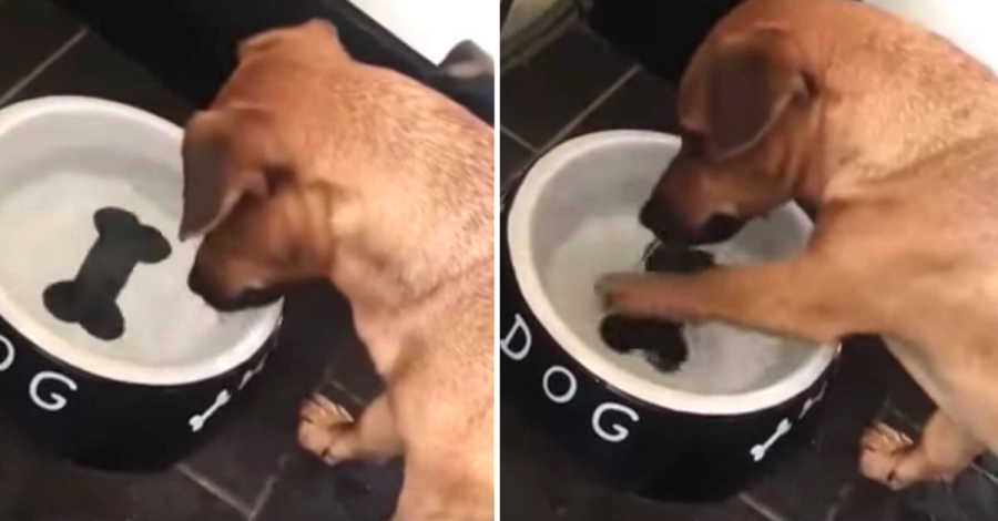 Dog Won't Give Up Trying to Eat Bone in Her Water Bowl [Video