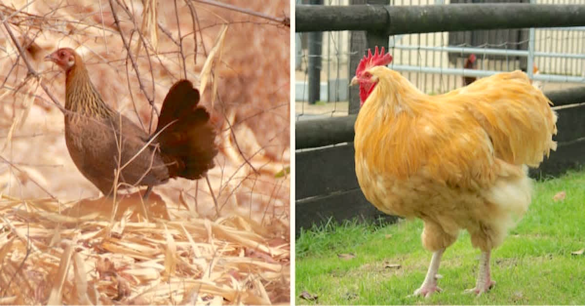 genetically modified chicken comparison