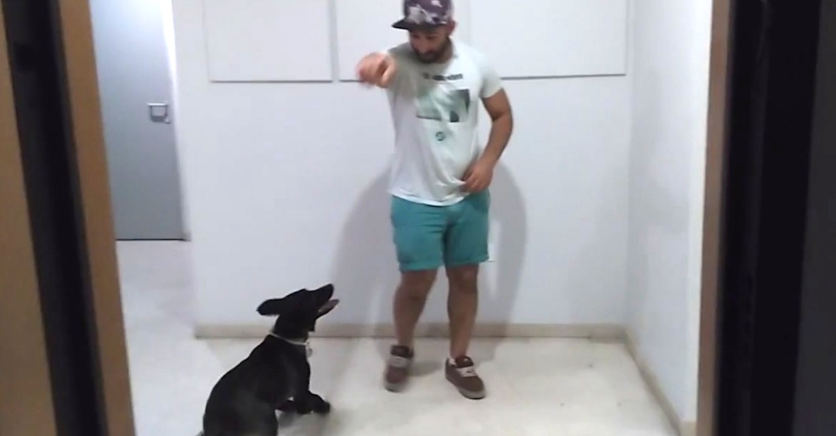When Dad Comes Home, The Dog Does The Funniest Thing!