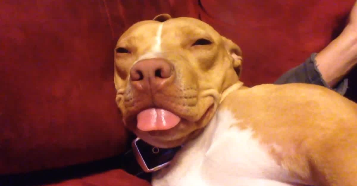 how much sleep do pitbulls need