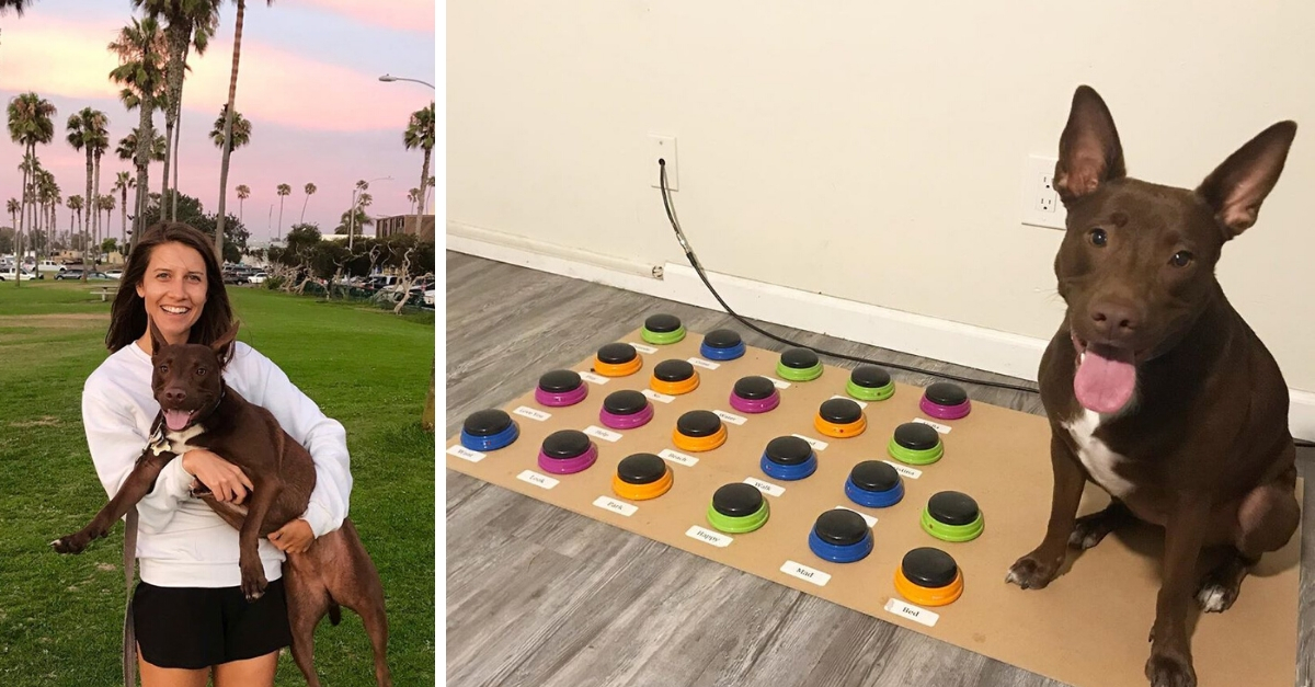 Speech Language Pathologist Uses Soundboard So Her Dog Can Talk Littlethings Com