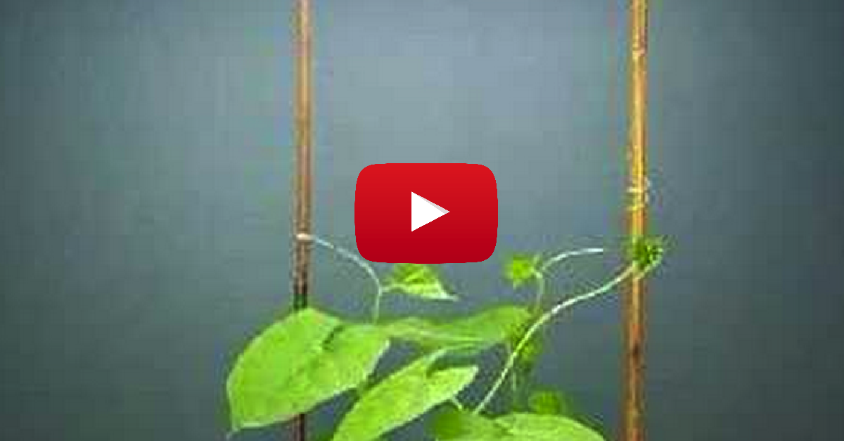 Incredible. This Is How Vines Grow! Nature Is Spectacular