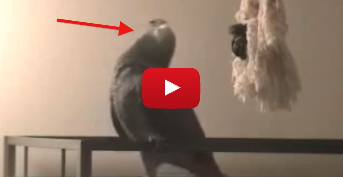 HYSTERICAL! Bird Throws Temper Tantrum And Argues With Dad Before