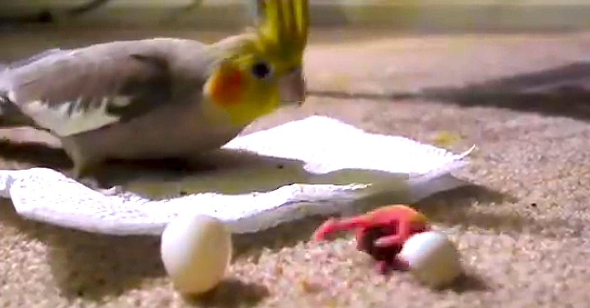 cockatiel bird egg hatching