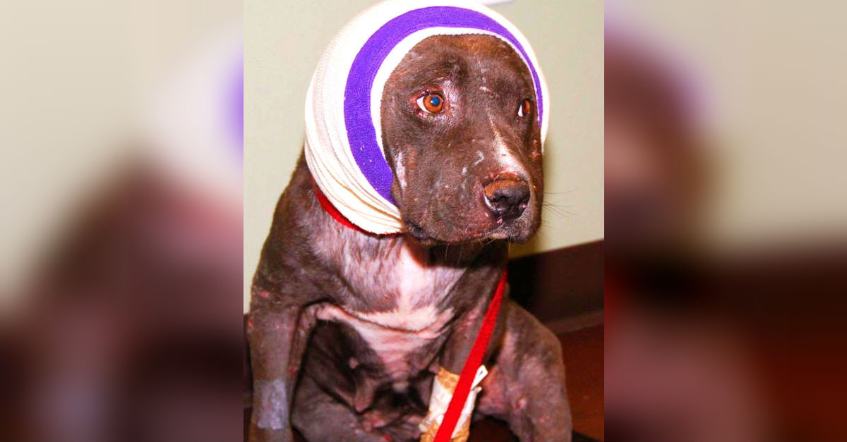 Pit Bull Recovers After Getting Her Ears Bitten Off