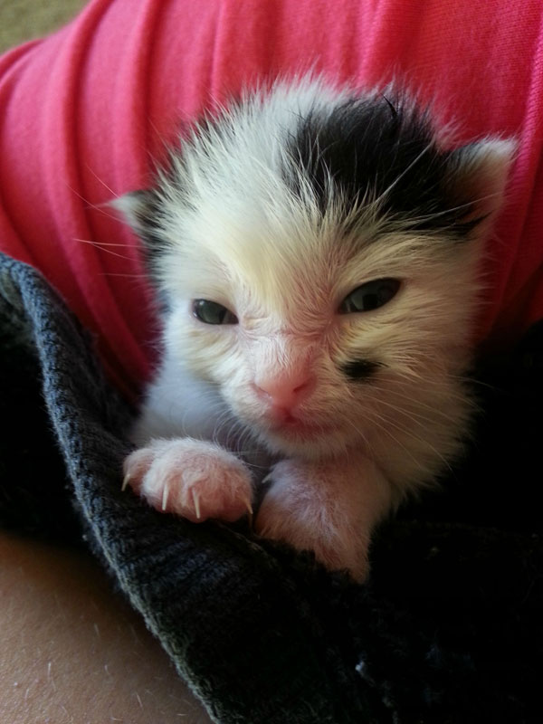 dog_rescues_kitten_09