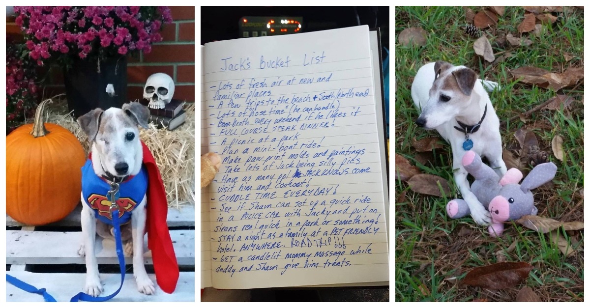 Dog With Terminal Cancer Completes Bucket List In Final Days