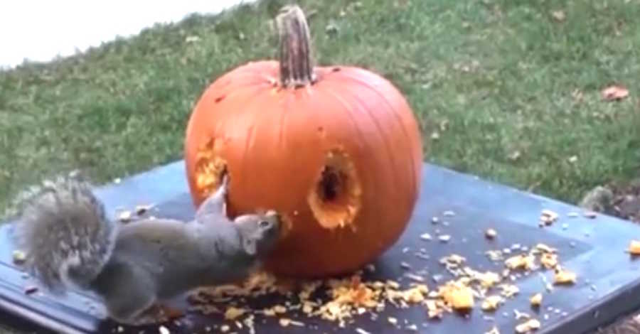 Squirrel Chews 2 Holes In A Pumpkin, But Watch At :45 — You Won't ...