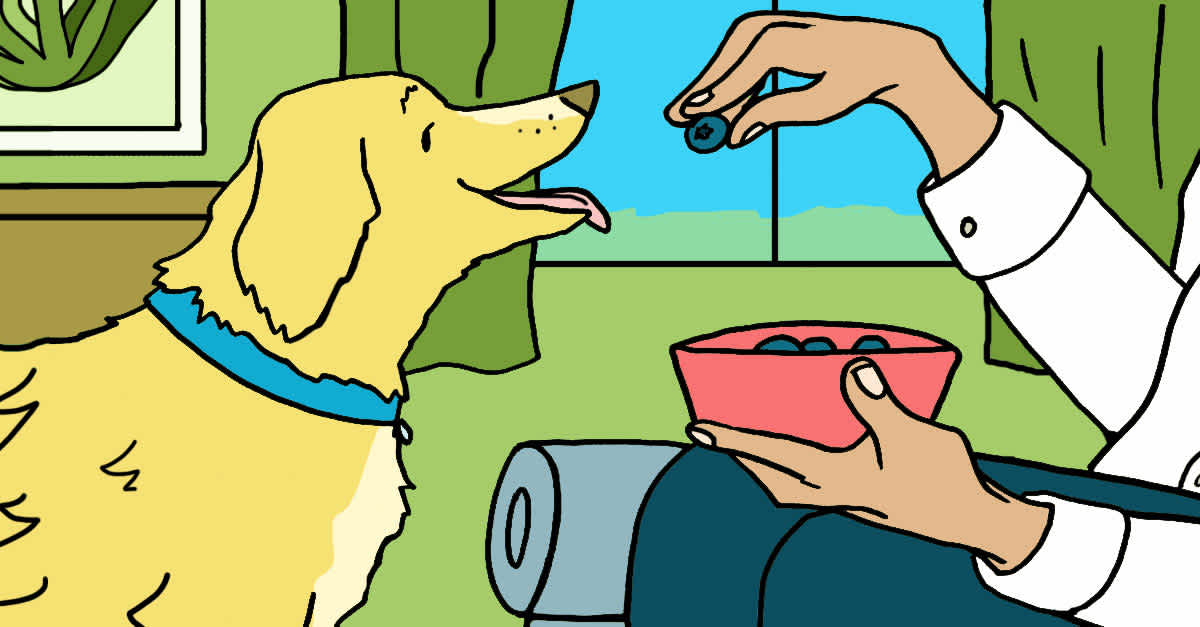 Can Dogs Eat Blueberries? What You Need To Know ...