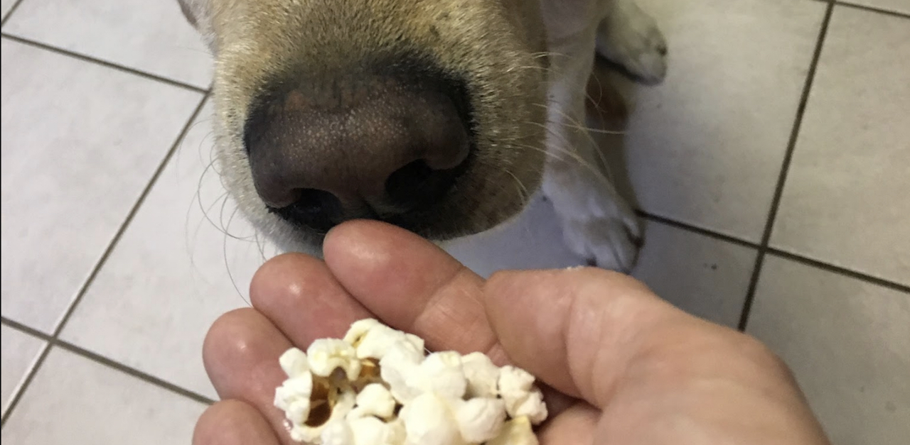 Should dogs eat outlet popcorn